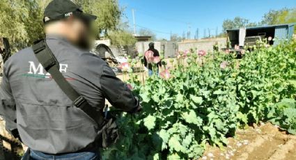 Autoridades descubren plantío de amapola en el patio de un inmueble al norte de Sonora