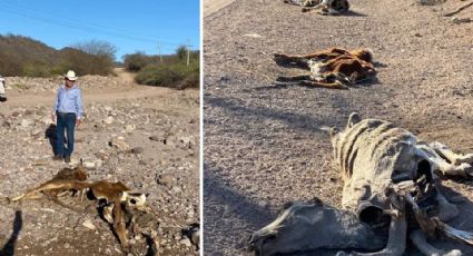 Sequía extrema en el sur de Sonora: Ganado en Álamos se muere por falta de agua y pastizales