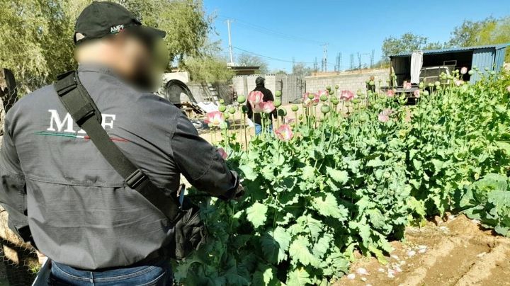 Autoridades descubren plantío de amapola en el patio de un inmueble al norte de Sonora