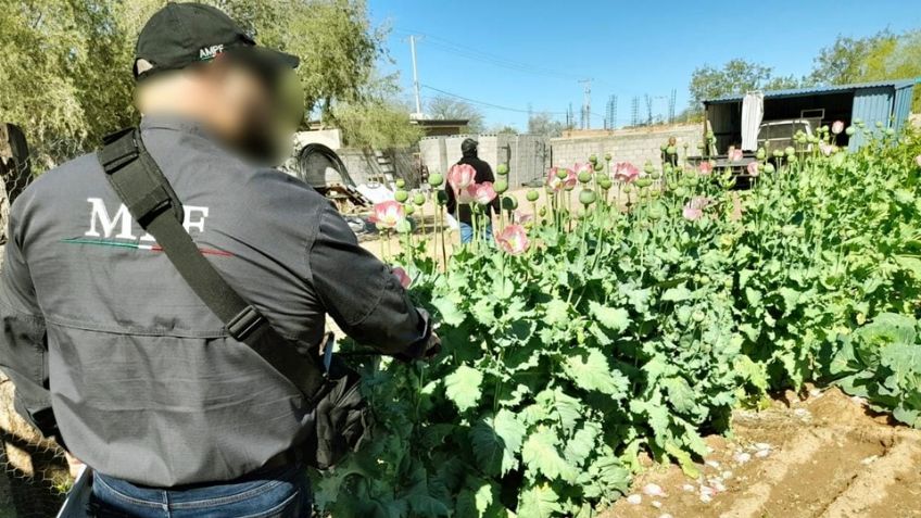 Autoridades descubren plantío de amapola en el patio de un inmueble al norte de Sonora