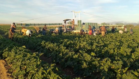 Temporada baja genera 10 mil empleos en los campos agrícolas de Guaymas y Empalme