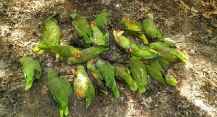Alerta por muerte masiva de aves debido a olas de calor en Tamaulipas y San Luis Potosí
