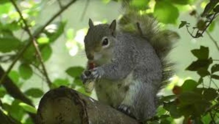 Denuncian plaga de ardillas en Ciudad Obregón. Foto: Ilustrativa