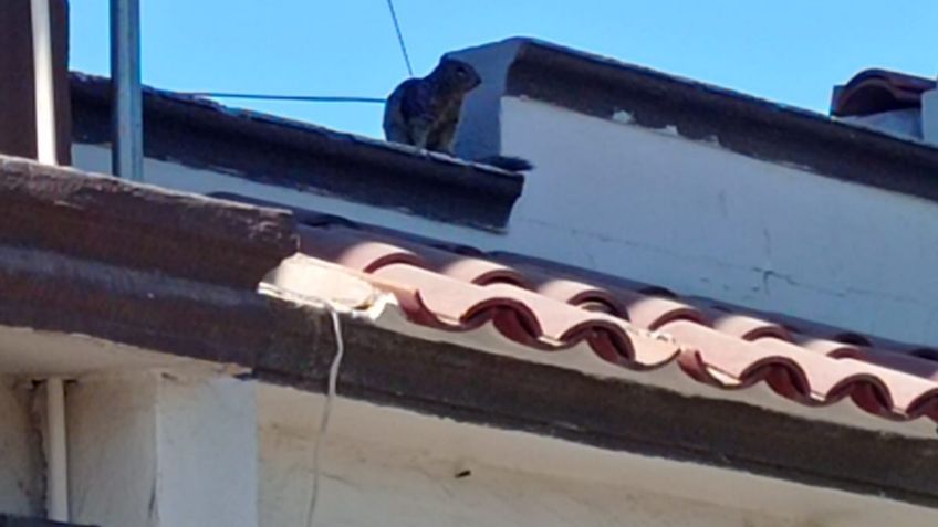 ¡Alerta! Denuncian plaga de ardillas en Ciudad Obregón, Sonora; esto se sabe