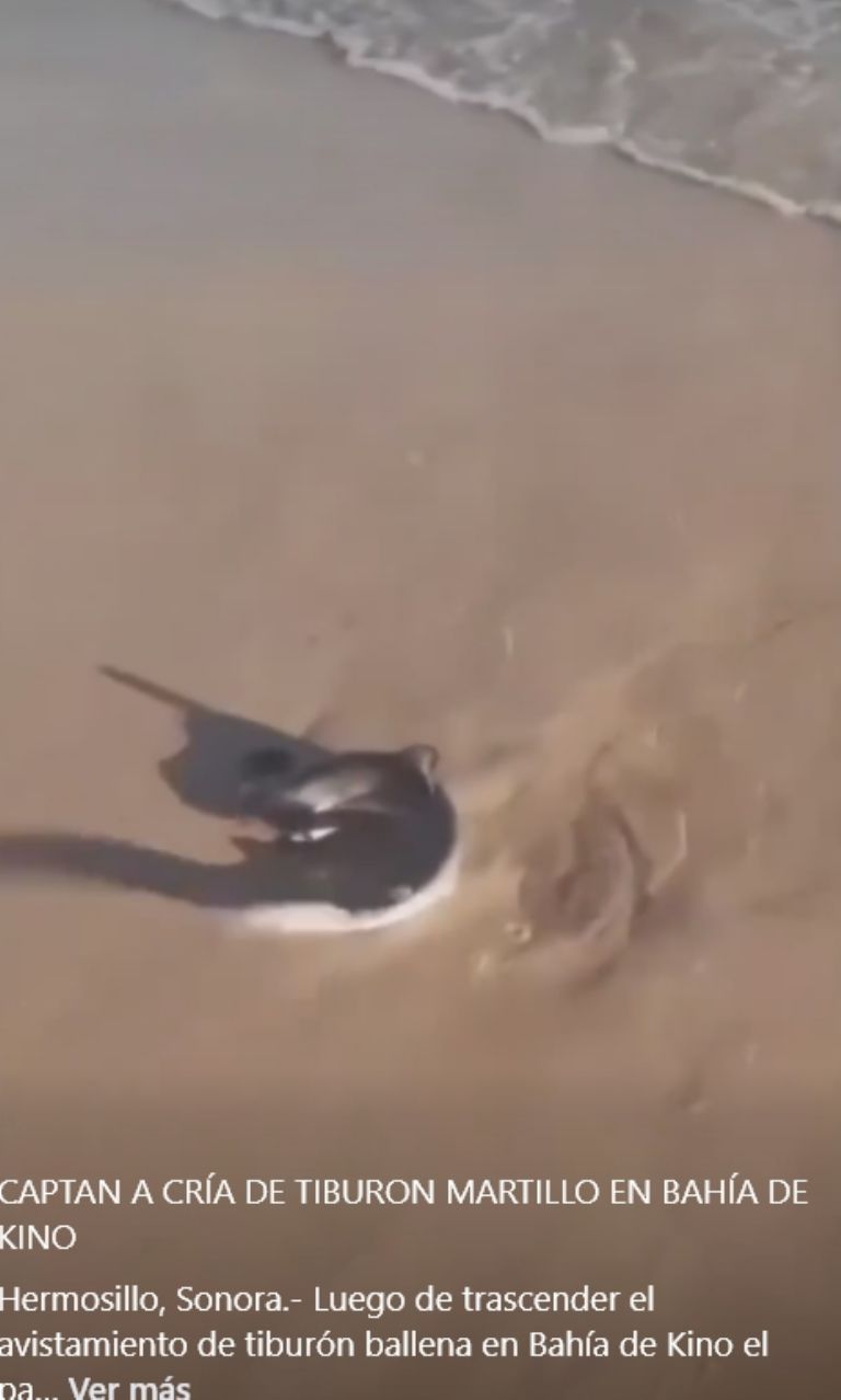 El tiburón martillo volvió a la orilla de la playa
