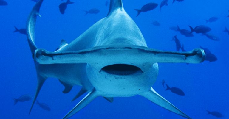 El tiburón martillo es blanco de la demanda ilegal