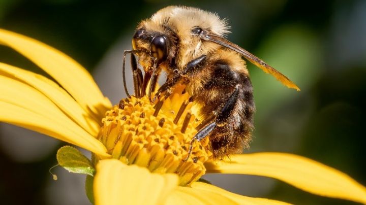 Día Mundial de las Abejas: ¿Por qué se celebra el 20 de mayo? Este es el origen