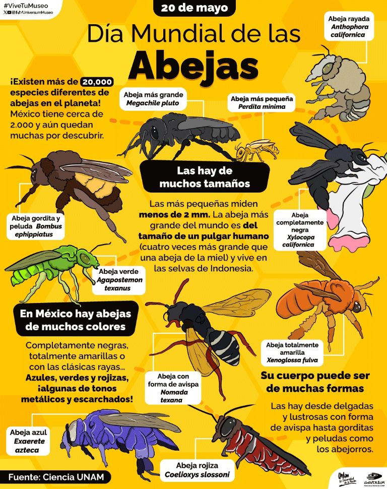 Día Mundial de las Abejas