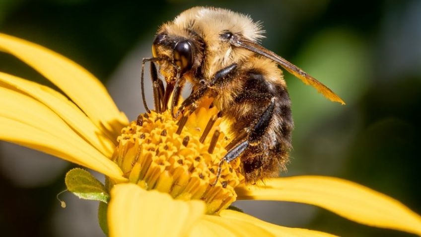 Día Mundial de las Abejas: ¿Por qué se celebra el 20 de mayo? Este es el origen