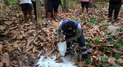 Solicitan donaciones para ayudar a monos aulladores en Tabasco; han muerto 84 por ola de calor