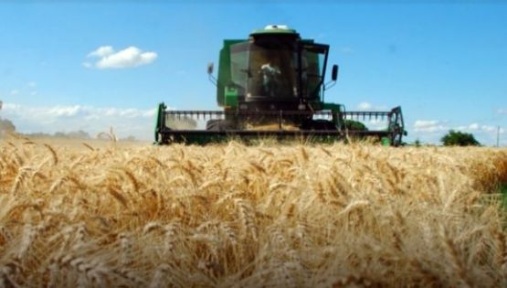 Cajeme: Productores del sur de Sonora continúan sin precio para trigo