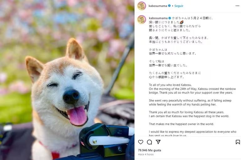Adiós a Kabosu: Fallece la perrita que inspiró los memes virales y una criptomoneda