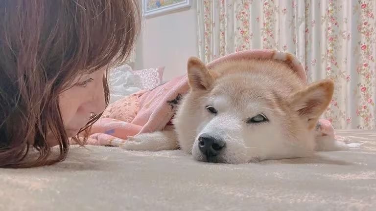 Adiós a Kabosu: Fallece la perrita que inspiró los memes virales y una criptomoneda