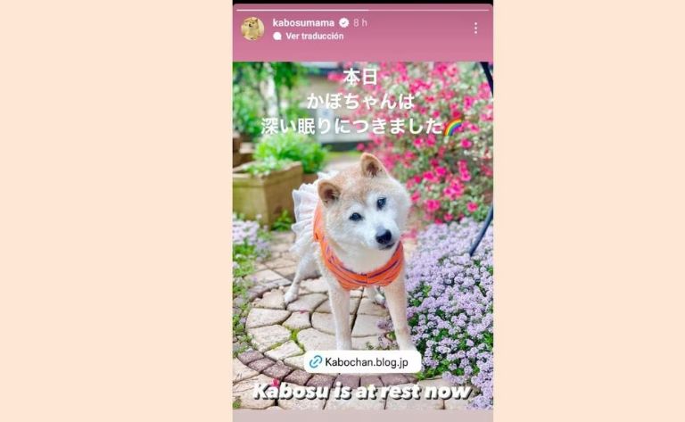 Adiós a Kabosu: Fallece la perrita que inspiró los memes virales y una criptomoneda