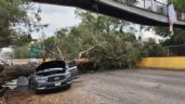 Foto ilustrativa de la nota titulada Se desploma árbol grande sobre Río Churubusco y destroza un automóvil; cierran circulación
