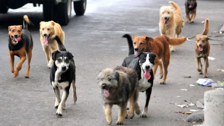 TikToker recoge basura electoral y fabrica cama para perritos callejeros