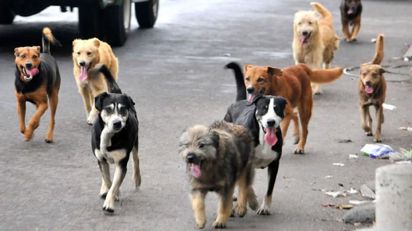 TikToker recoge basura electoral y fabrica cama para perritos callejeros