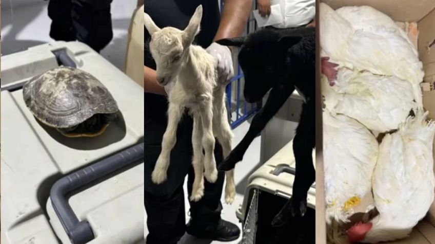 Rescatan en Edomex a 25 animales que serían sacrificados en santería; hay 4 detenidos