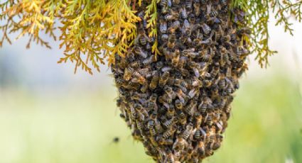 Trágico final: Sinaloense pierde la vida tras ser atacado por varias abejas