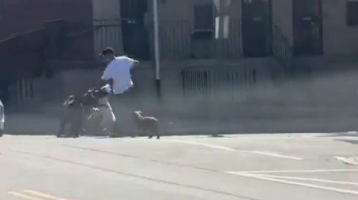 Policías abren fuego contra pitbulls tras un salvaje ataque a un hombre en Filadelfia