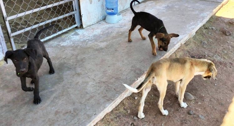 Perros son 'tirados' por dueños en Guaymas; advierten que crueldad animal va en aumento