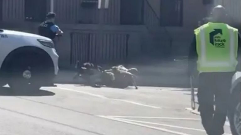 Pitbulls atacan a hombre casi hasta la muerte