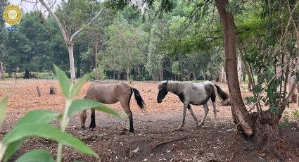 Maltrato animal en CDMX: Autoridades rescatan a dos caballos y tres gatitos en Xochimilco