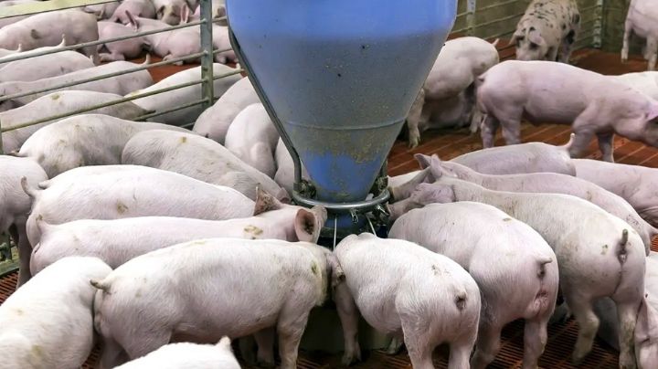 Porcicultores de Sonora se mantienen a flote pese a falta de apoyos federales