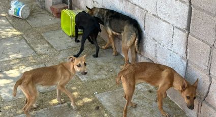 Rescate de caninos maltratados en Guaymas: Una acción coordinada del AMIC y rescate canino