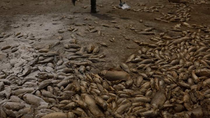 Calor en Chihuahua seca lagos; aparecen decenas de peces y animales muertos