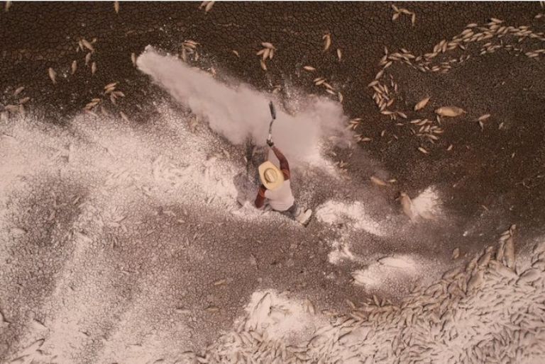 Los pobladores arrojaron cal sobre los cadáveres de los peces