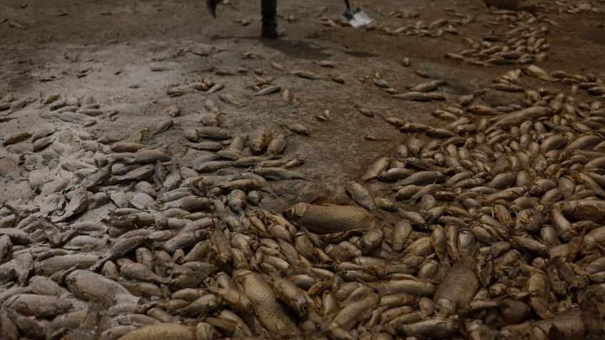 Calor en Chihuahua seca lagos; aparecen decenas de peces y animales muertos