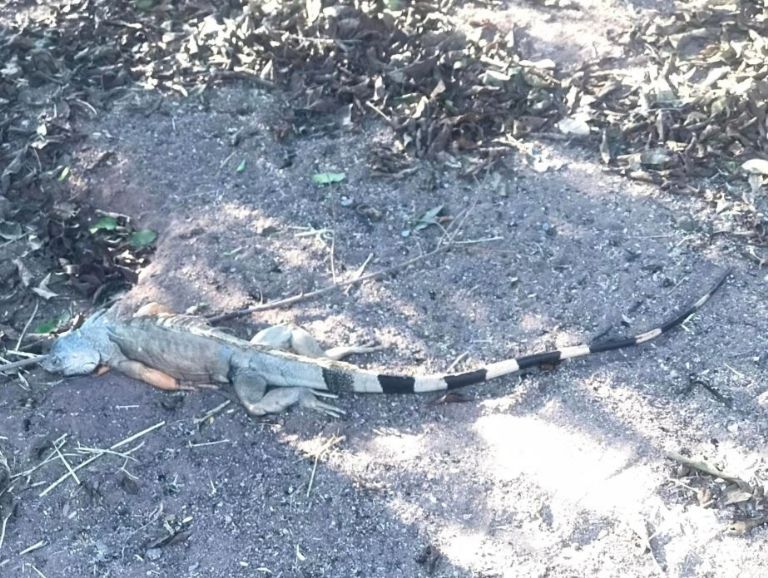 Animales que habitan la zona se vieron afectados