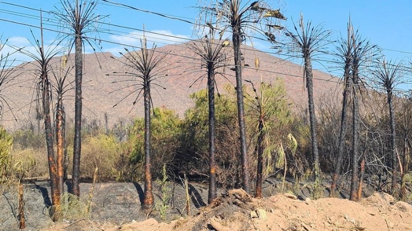Incendio forestal en Guaymas deja secuelas en los vecinos y daños severos a la fauna