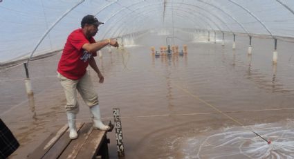 Sector acuícola de Sonora se mantiene a flote pese a la falta de apoyos del Gobierno Federal