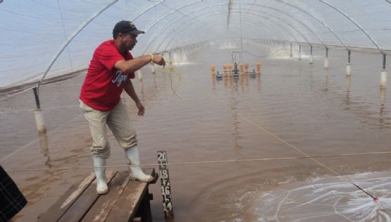 Sector acuícola de Sonora se mantiene a flote pese a la falta de apoyos del Gobierno Federal