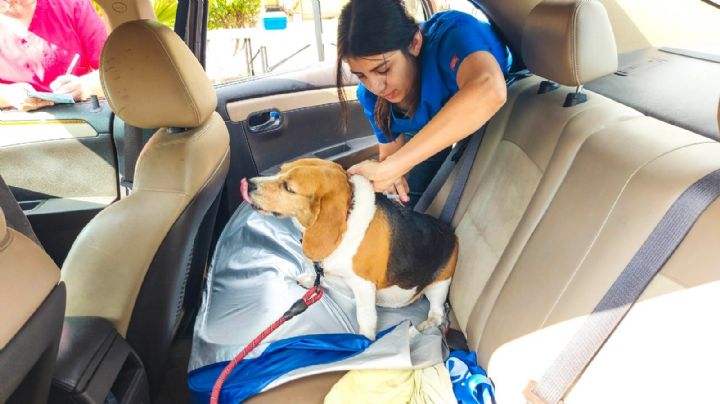 Itson campus Náinari invita a la ciudadanía a la campaña de vacunación antirrábica canina y felina