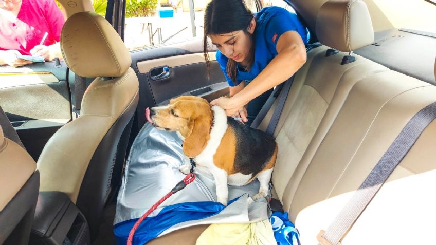 Itson campus Náinari invita a la ciudadanía a la campaña de vacunación antirrábica canina y felina