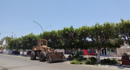 Habitantes de Navojoa reprueban poda de árboles en el centro de la ciudad