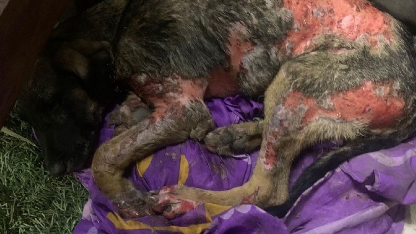 Animalistas denuncian violencia y tortura a caninos en Navojoa