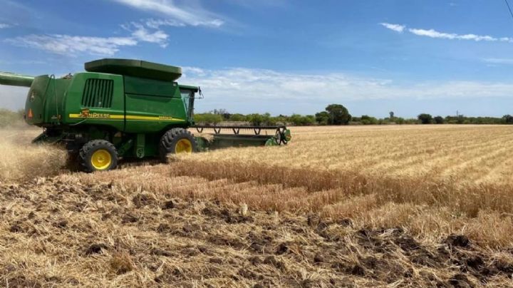 Crisis del trigo sonorense sigue amenazando el futuro del campo en el Valle del Yaqui