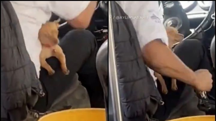 VIDEO: Chofer de transporte público conmueve a la gente por llevar a su perrito a trabajar