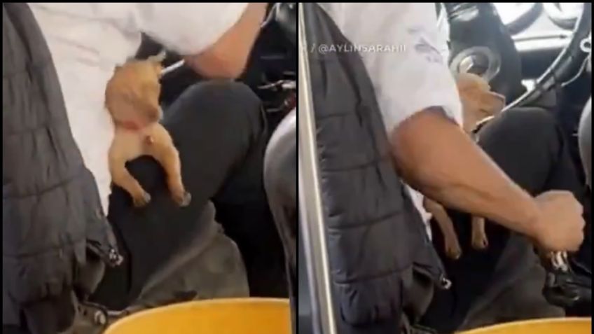 VIDEO: Chofer de transporte público conmueve a la gente por llevar a su perrito a trabajar