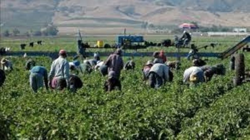 Productores de Sonora, con expectativas ante la llegada de Julio Berdegué a Agricultura