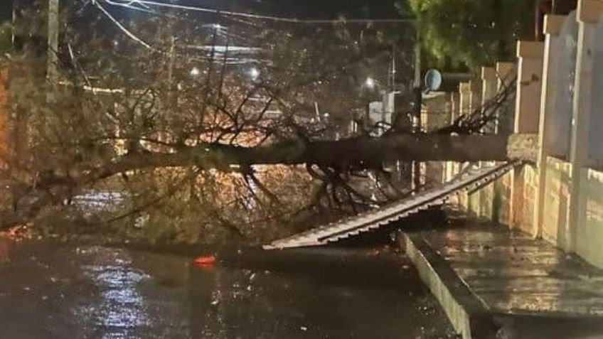 FOTOS: ¡Precaución! Fuertes lluvias en Sonora provocan caída de árboles y postes