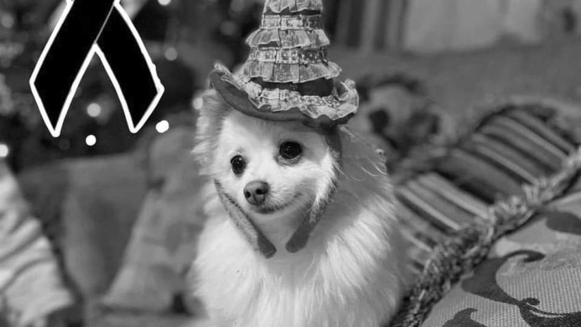 Veterinaria Animal Kits responde a acusación por muerte de la perrita Channel