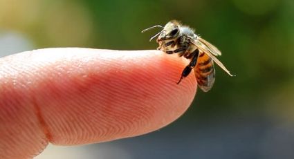 Ataques de abejas se incrementan en un 80 por ciento en el municipio de Etchojoa