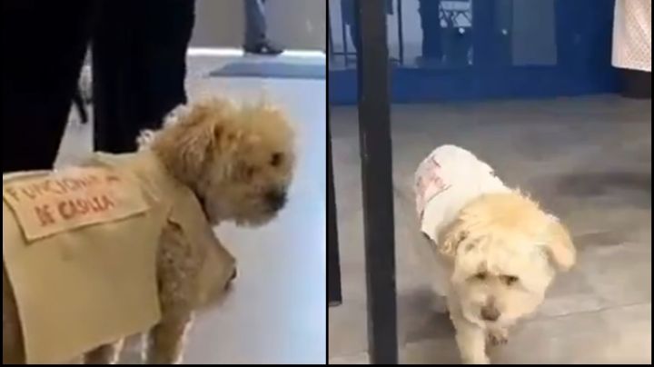 Conoce a 'Daisy', la perrita funcionaria de casilla que se volvió viral en las elecciones 2024