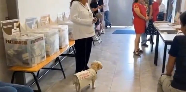 Conoce a la perrita viral, 'Daisy', era funcionaria de casilla