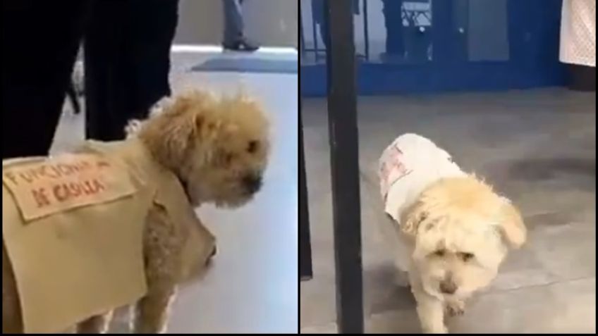 Conoce a 'Daisy', la perrita funcionaria de casilla que se volvió viral en las elecciones 2024
